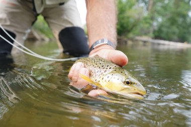  balıkçı tarafından yakalanmış olmanın alabalık fly