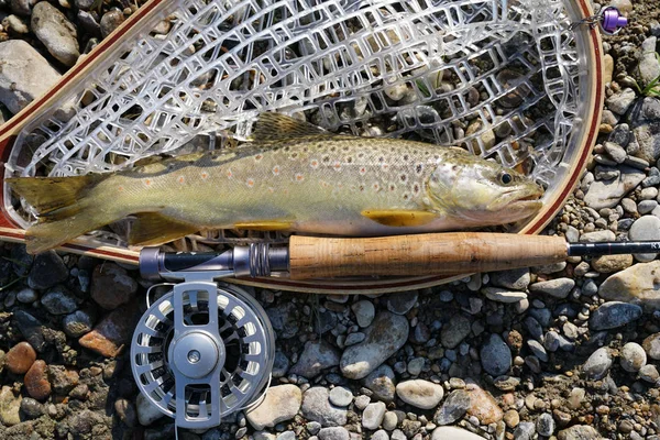 Closeup of brown trout caught — Stock Photo, Image