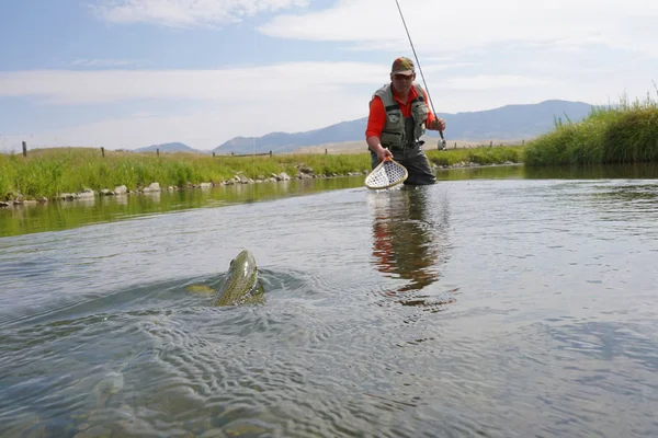 Sinek balıkçı kahverengi alabalık yakalama 