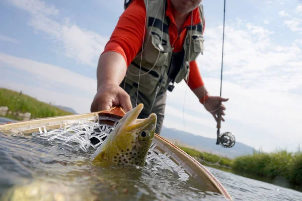 Bruine forel gevangen — Stockfoto