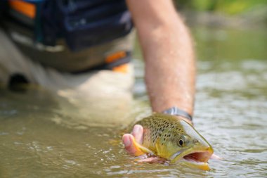 Kahverengi alabalık yakalamak balıkçı