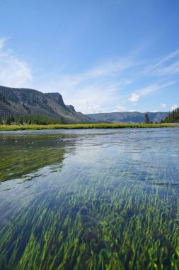 View of Madison river and aquatic plants, Yellowstone Park clipart