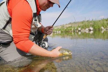 Sinek balıkçı kahverengi alabalık yakalama