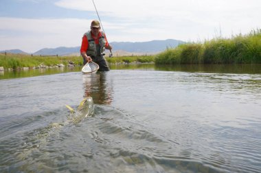 Sinek balıkçı kahverengi alabalık yakalama 