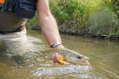  balıkçı tarafından yakalanmış olmanın alabalık fly