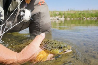 Sinek balıkçı kahverengi alabalık yakalama