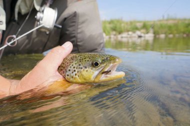 Sinek balıkçı kahverengi alabalık yakalama