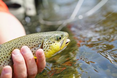 kahverengi alabalık yakaladı olmak