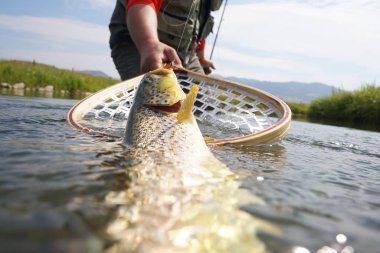 kahverengi alabalık yakaladı olmak