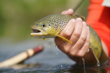kahverengi alabalık yakaladı olmak