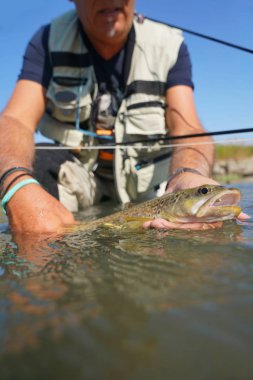 Sinek balıkçı kahverengi alabalık tutan