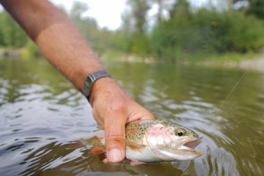 Gökkuşağı alabalığı sinek balıkçı tarafından yakalandı