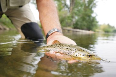  balıkçı tarafından yakalanmış olmanın alabalık fly