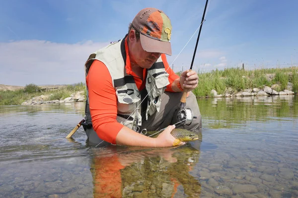 Sinek balıkçı kahverengi alabalık yakalama