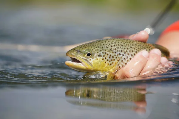 brown trout being caught