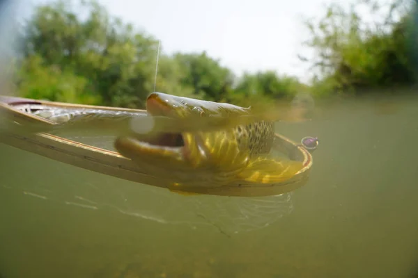 Pêcheur Mouche Attrapant Truite Dans Rivière — Photo