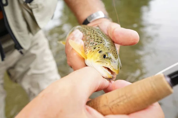 Truite capturée par un pêcheur à la mouche — Photo