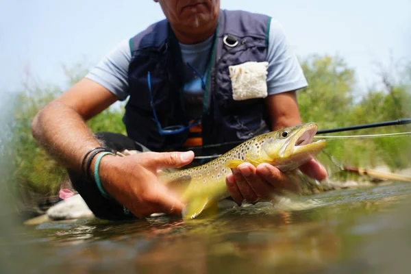 Pescador que apanha truta castanha — Fotografia de Stock