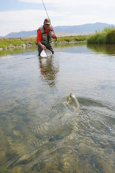 Pêcheur de mouche attrapant la truite brune — Photo