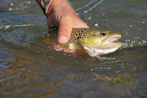 Close-up van bruine forel gevangen — Stockfoto