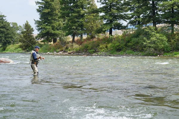 Fliegenfischer angelt im Fluss Gallatin — Stockfoto