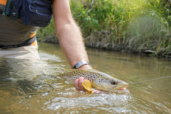trout being caught by fly fisherman