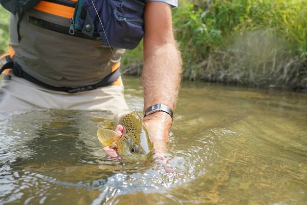 Trota pescata da un pescatore a mosca — Foto Stock