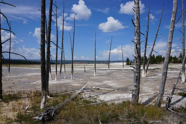 Dried land and trees