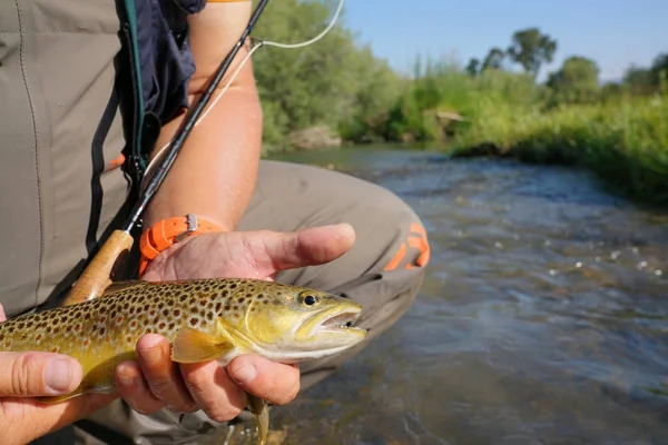 fisherman catching brown trout