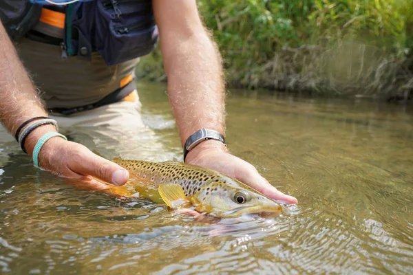  balıkçı tarafından yakalanmış olmanın alabalık fly