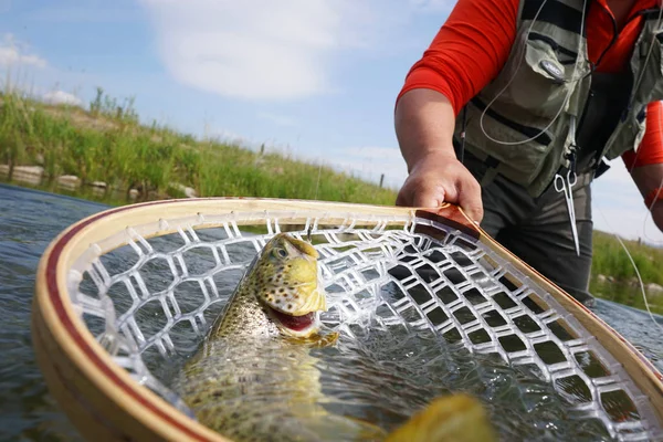kahverengi alabalık yakaladı olmak
