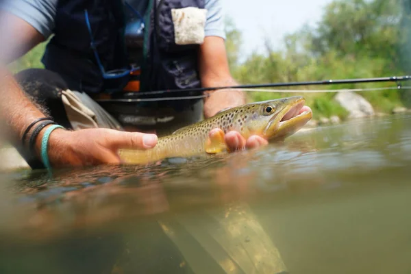 Pescador que apanha truta castanha — Fotografia de Stock