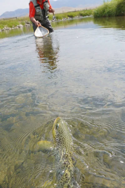 Pescador de mosca captura de trucha marrón — Foto de Stock