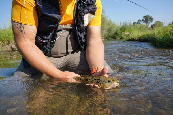 Fisherman catching brown trout — Stock Photo, Image