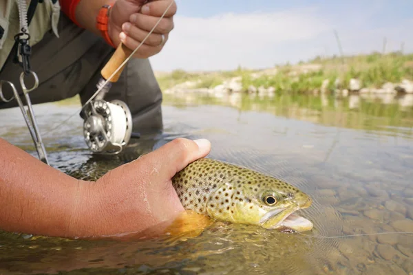 Sinek balıkçı kahverengi alabalık yakalama
