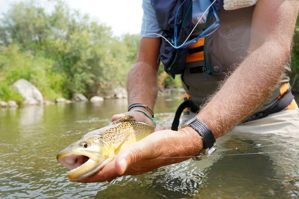  balıkçı tarafından yakalanmış olmanın alabalık fly