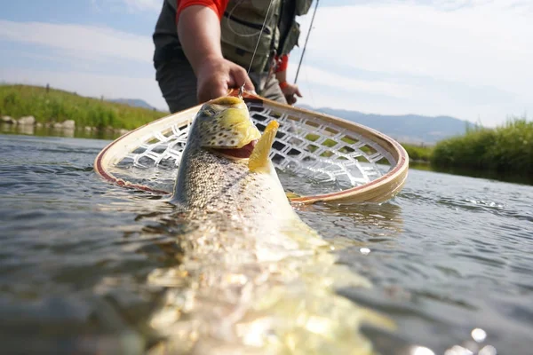 kahverengi alabalık yakaladı olmak