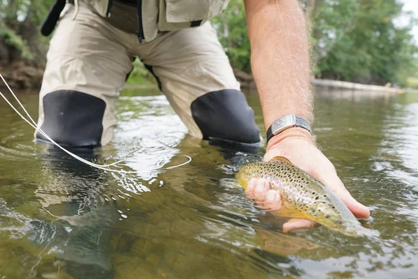 trout being caught by fly fisherman