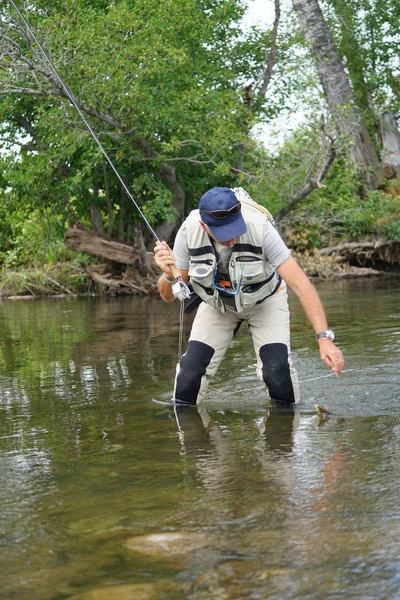 Pescador que apanha truta castanha — Fotografia de Stock