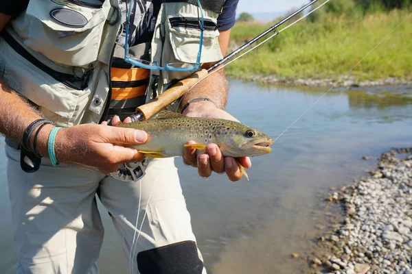 Pêcheur à la mouche tenant la truite brune — Photo