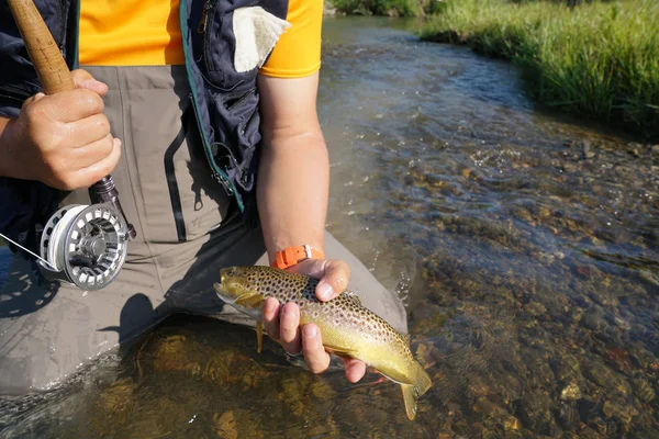 Pêcheur attrapant la truite brune — Photo