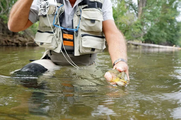 Trout being caught by fly fisherman — Stock Photo, Image