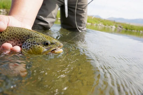 Close-up van bruine forel gevangen — Stockfoto