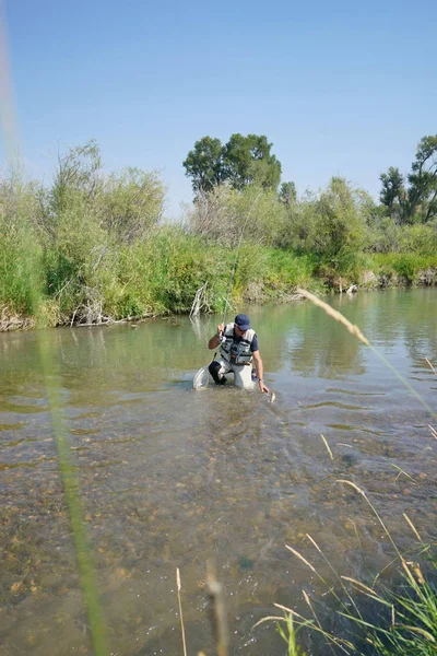 Sinek balıkçı kahverengi alabalık yakalama 