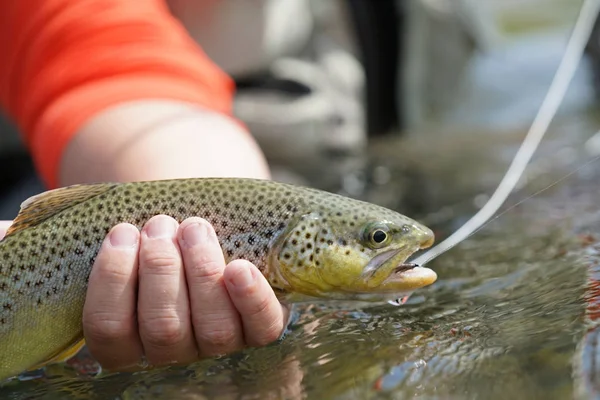 kahverengi alabalık yakaladı olmak