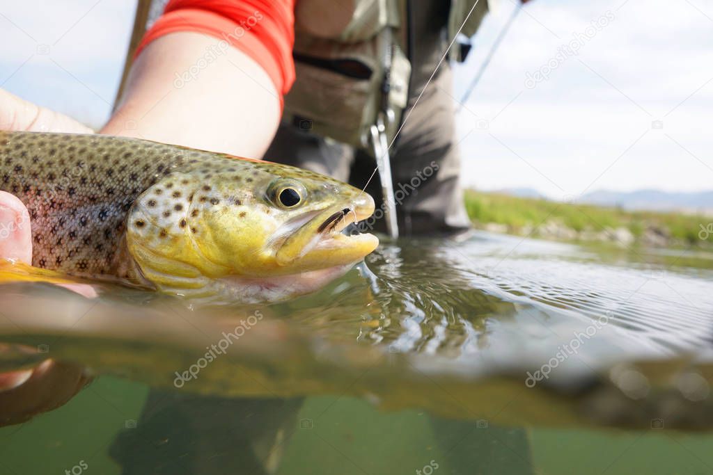 Closeup of brown trout caught