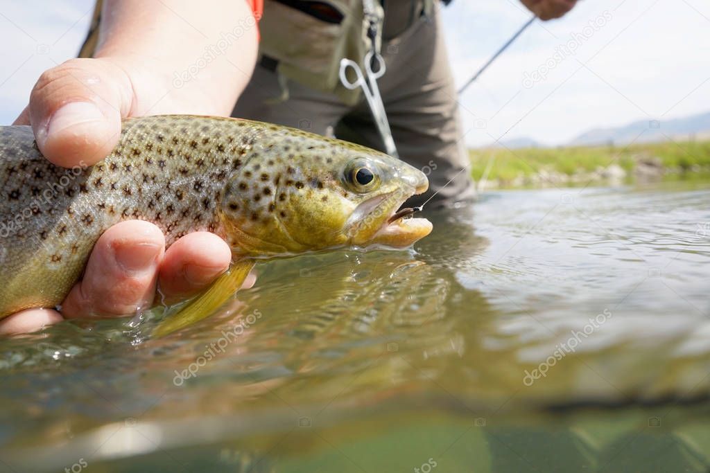 Closeup of brown trout caught