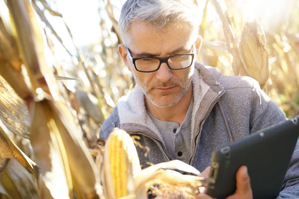 Agronom Kukuřičném Poli Testování Kvality Obilovin — Stock fotografie