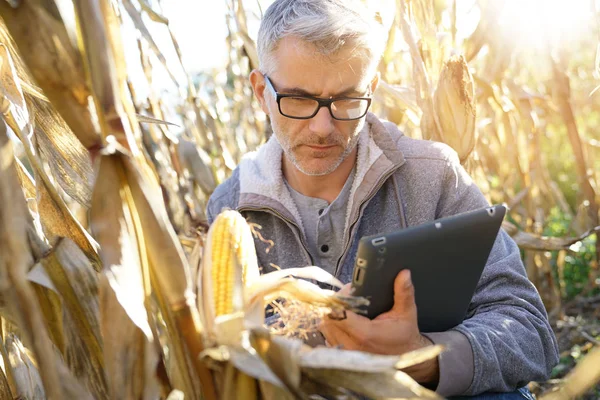 Agronomiste Dans Champ Maïs Tester Qualité Des Céréales — Photo