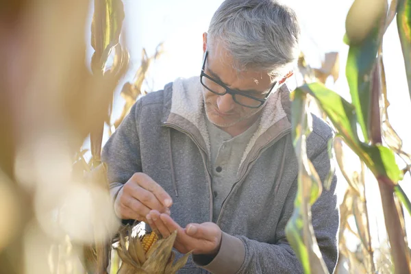 Agronom Maisfeld Testet Die Qualität Von Getreide — Stockfoto